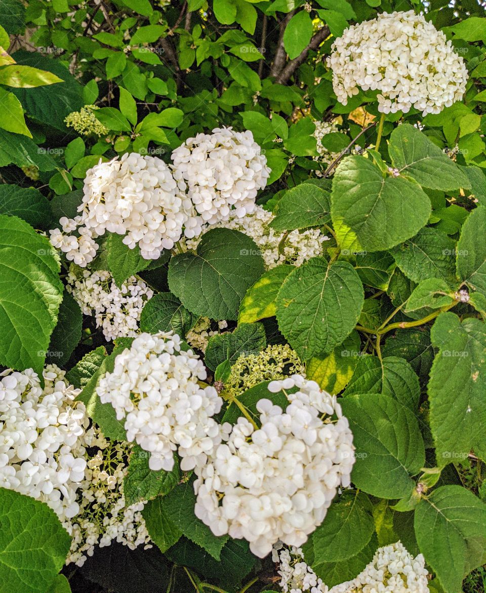 white hydrangeas
