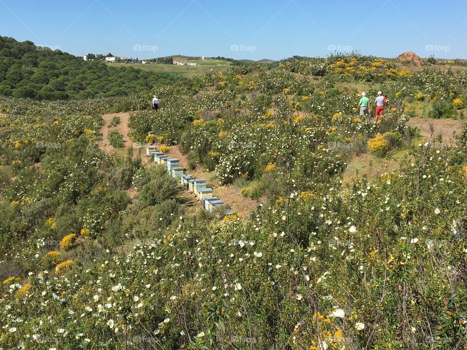 Walk in wild countryside with beehives