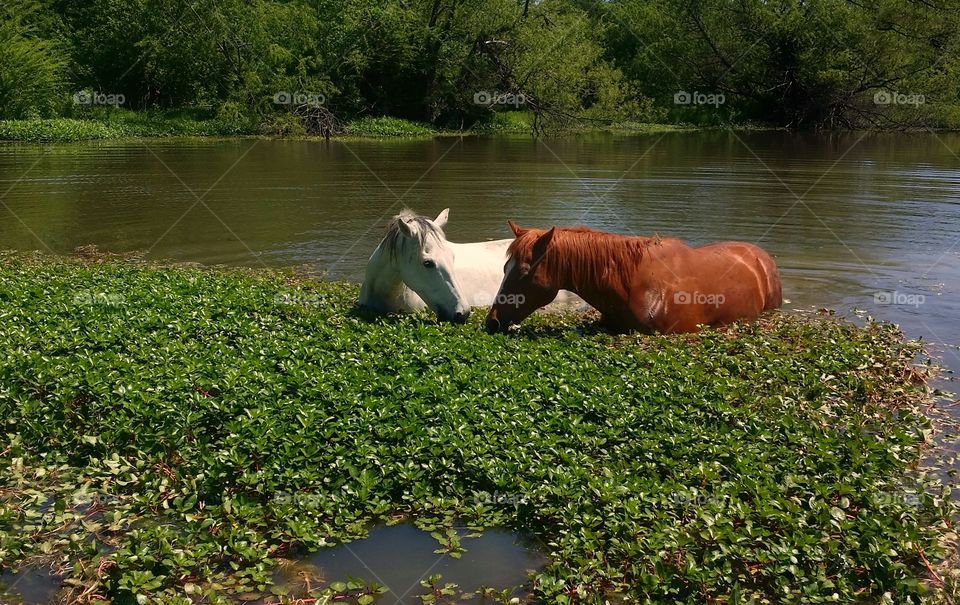 A gray horse and a sorrel horse together in a pond in summer