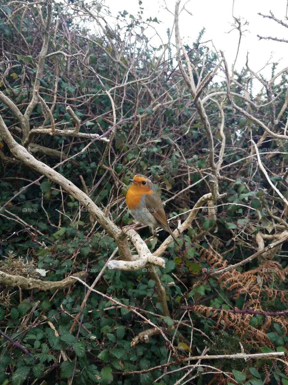 Robin bird