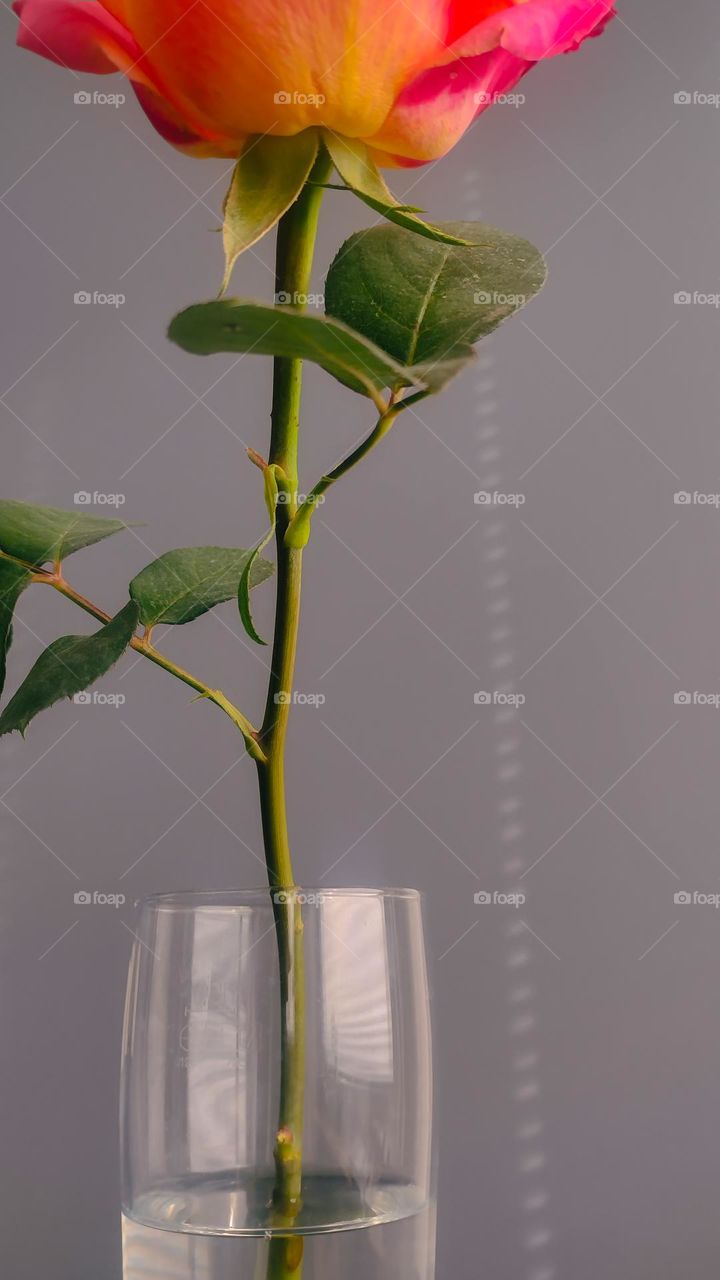 rose in glass
