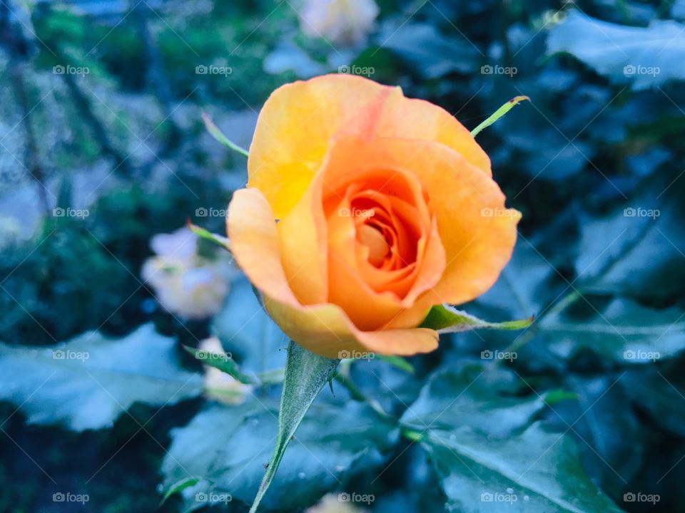 Красота неземная