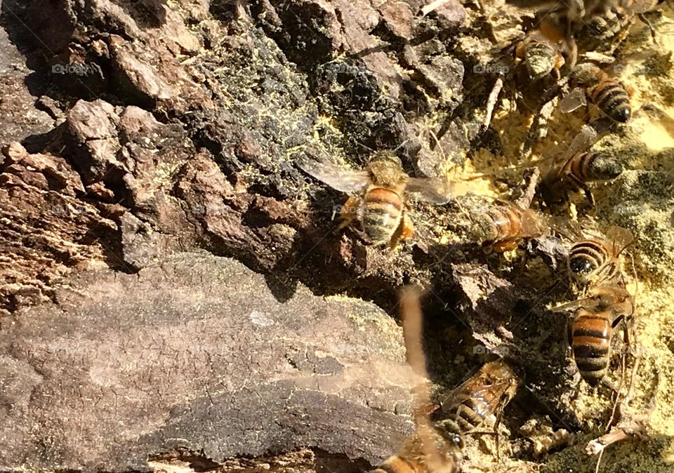 Honeybees Collecting Pollen On A Warm Winter Day