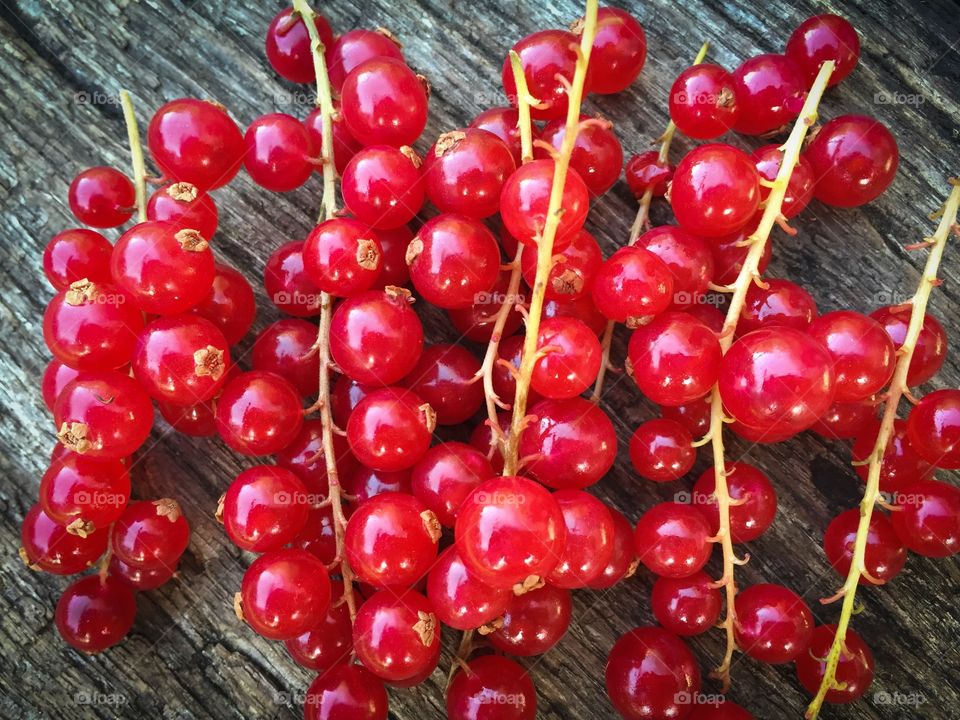 Red currant