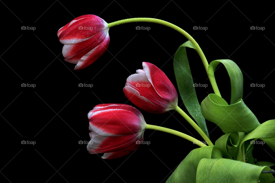 Red tulips with black background.
