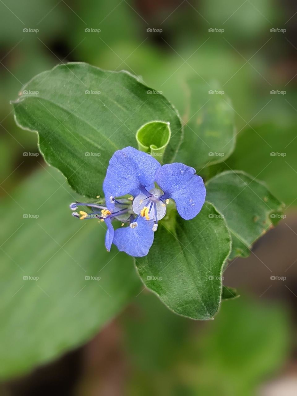 Asiatic dayflower