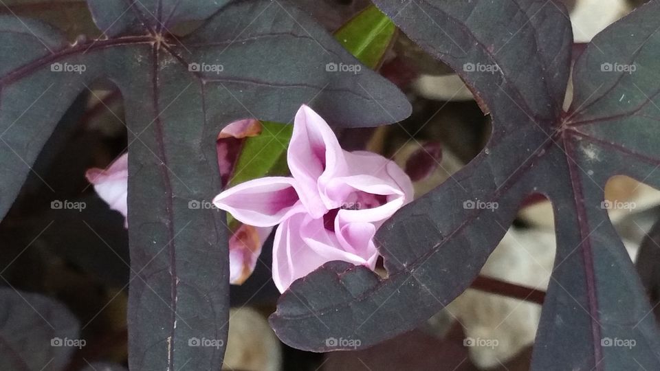 Getting Ready to Open