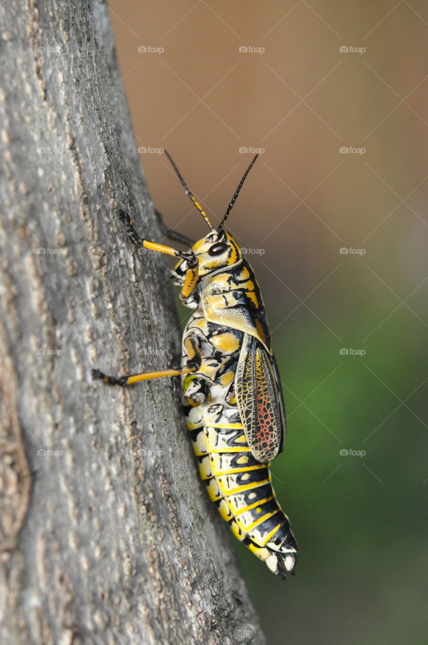 Insect, nature, beautiful photography, tree, yellow