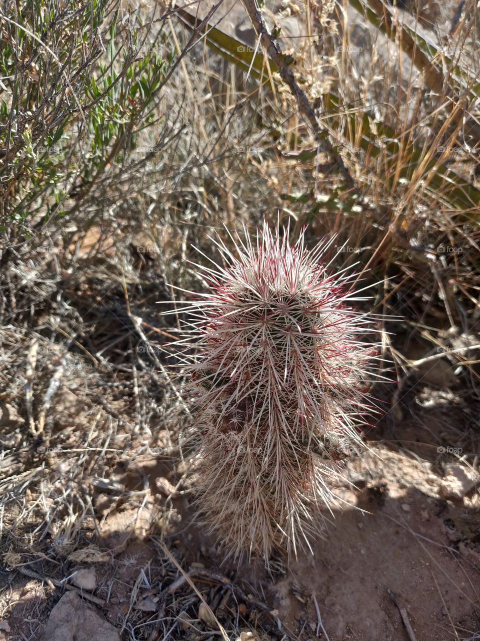Cactus, Sharp, Desert, Nature, Prickly