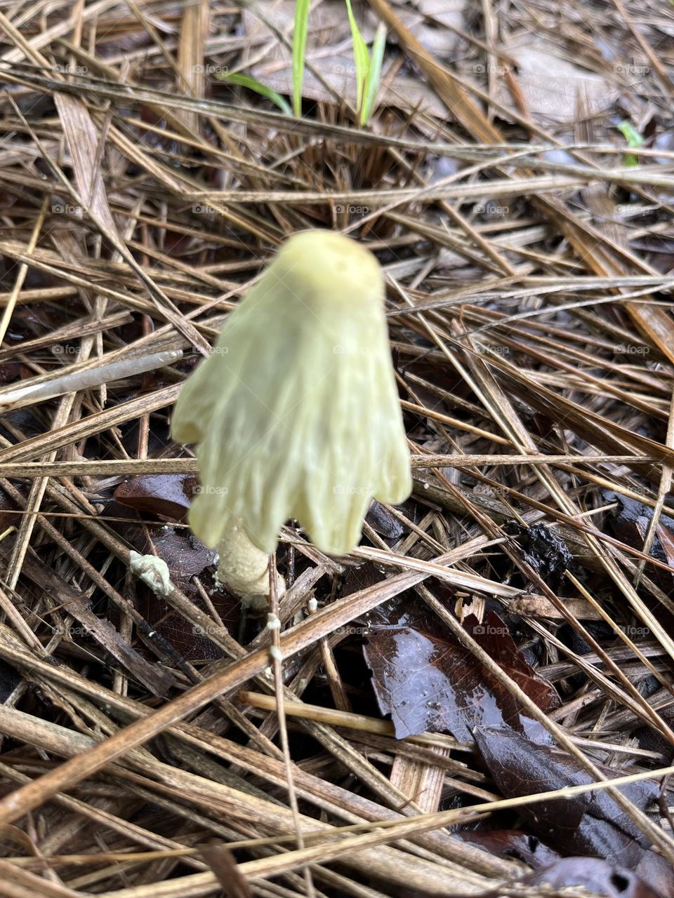 The stories of Mushrooms, After raining.