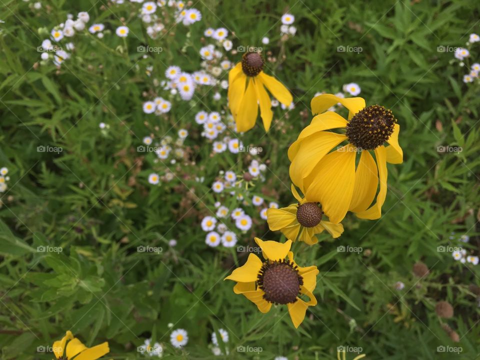 Flowers