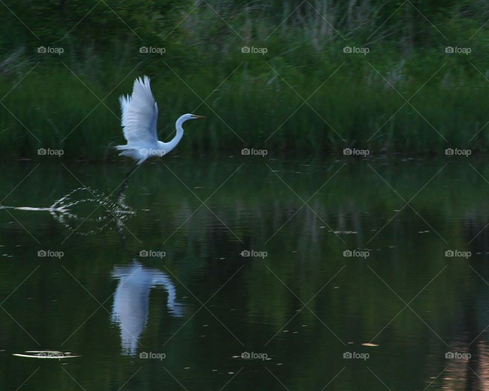 Bird flying in lake