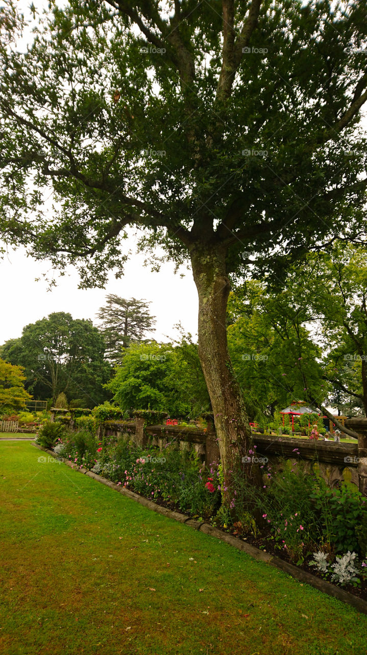 Stonefence and its tree