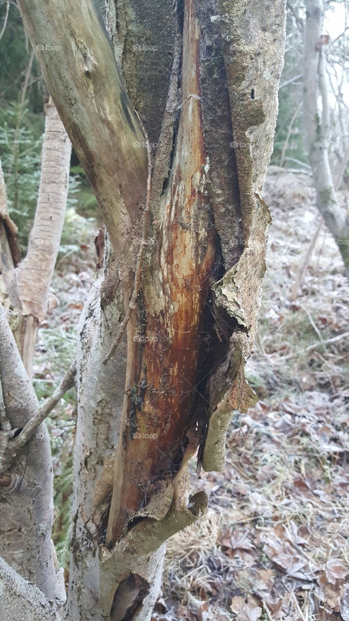 Bark on tree