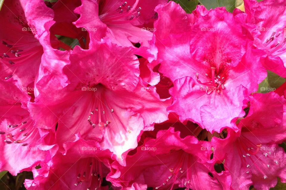 A sea of pink. Pink rhododendrons.