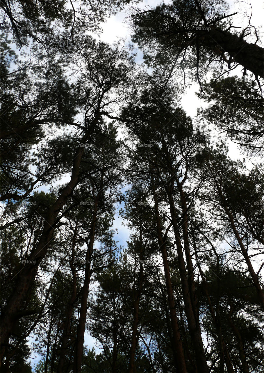 Low angle view of trees growing against sky in Międzywodzie, Poland.