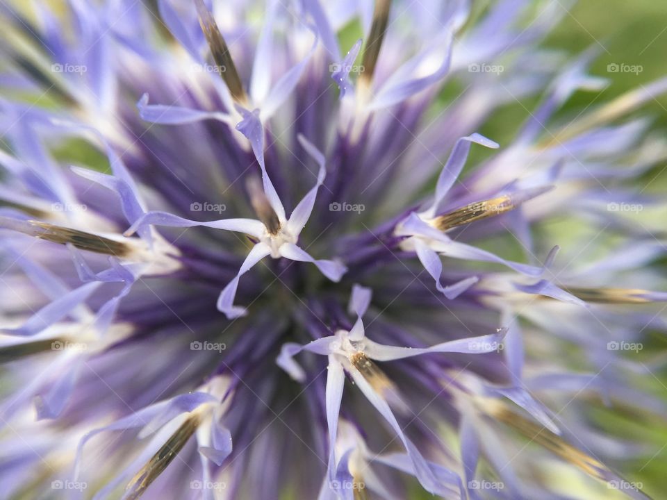 Texture of a purple flower