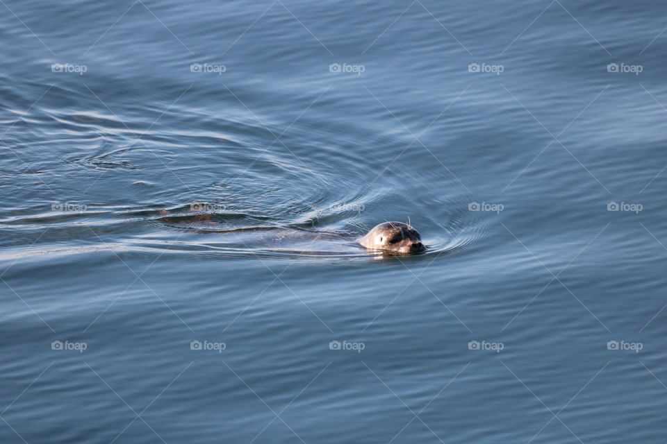 Seal swimming in the blue ocean 