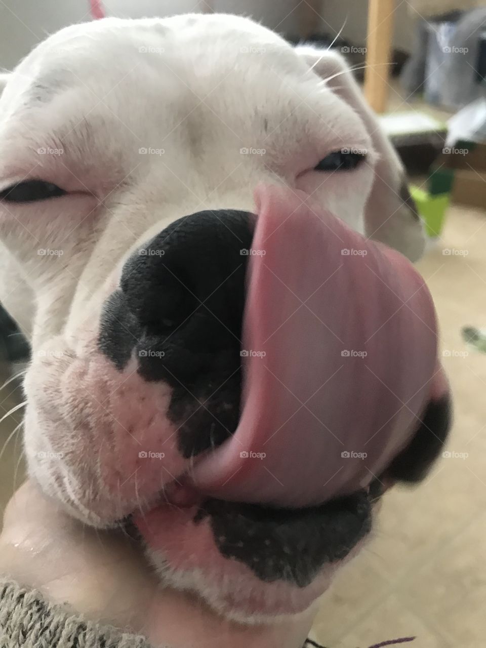 Sweet pea the white boxer love licks and kisses 