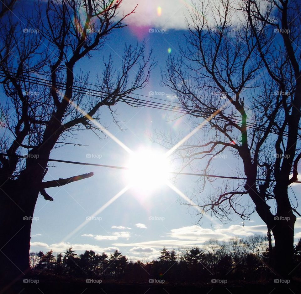 Two Trees with Full Sun Inbetween