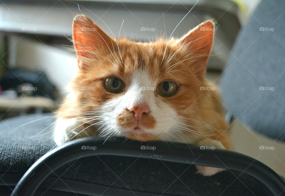 Cat, Cute, Portrait, Pet, Young