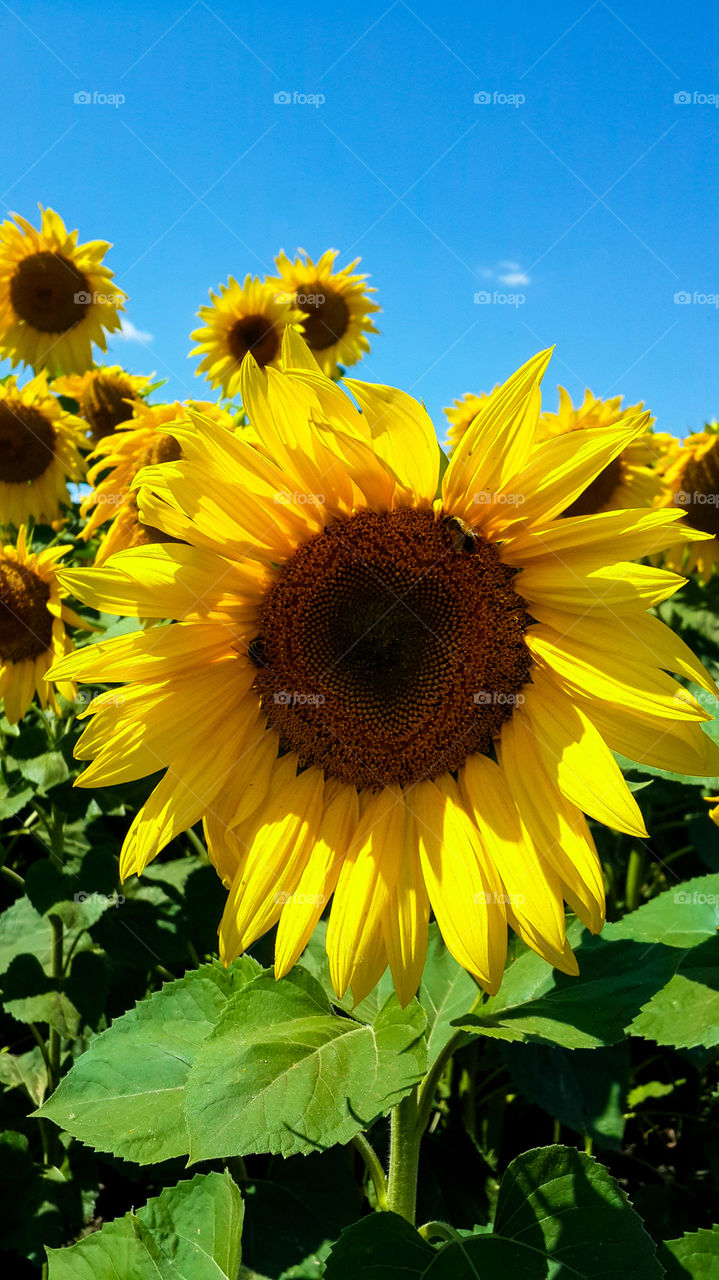 Yellow sunflower