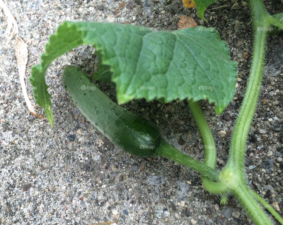 Baby cucumber 