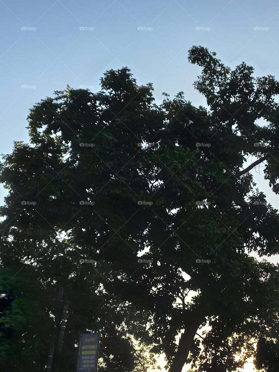 Floresta! Além  da sua própria  beleza, as árvores têm funções  importantes,  para o meio ambiente.  Elas absorvem a radiação  solar, ajudam a manter a umidade do ar, diminuem a poluição,  mantêm o solo firme e servem de abrigo para pássaros e outros
