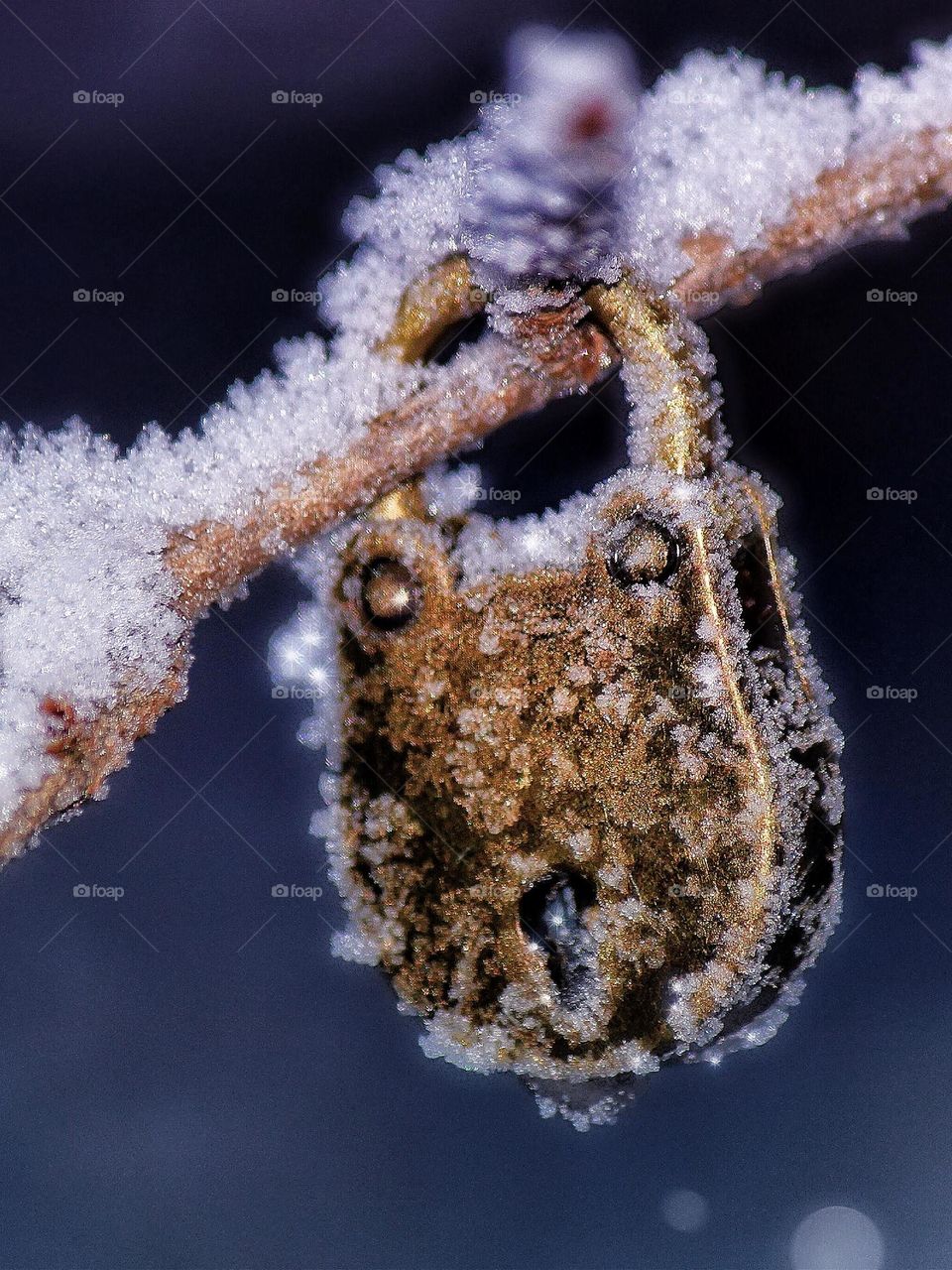 Frosty icecold old padlock 