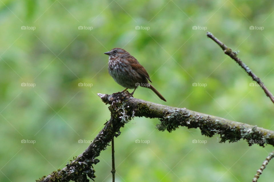 A Song Sparrow Perching