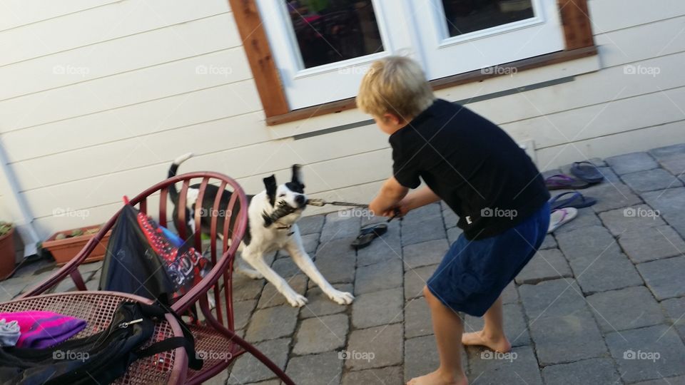 Taco war dog between a border collie dog and a boy
California