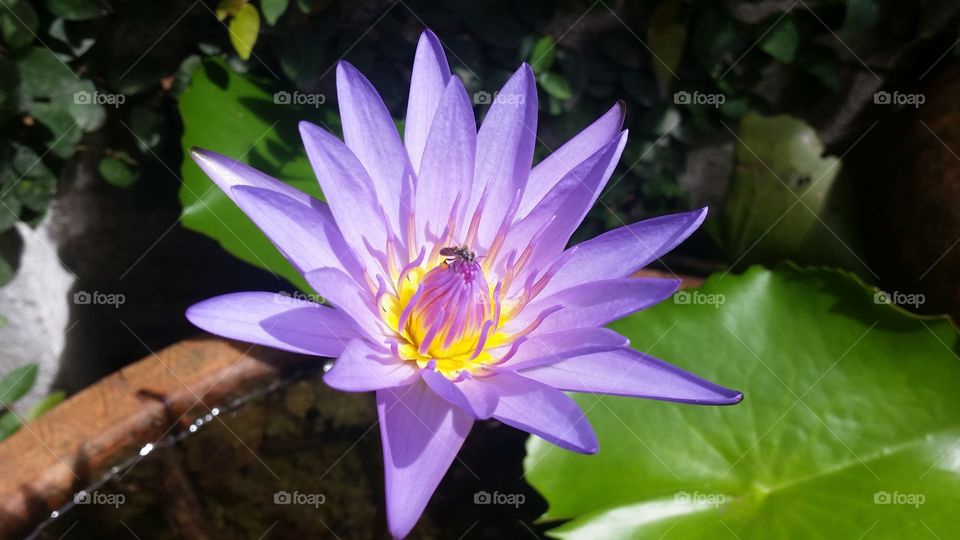 My lotus. the insects suck the nectar from pollen