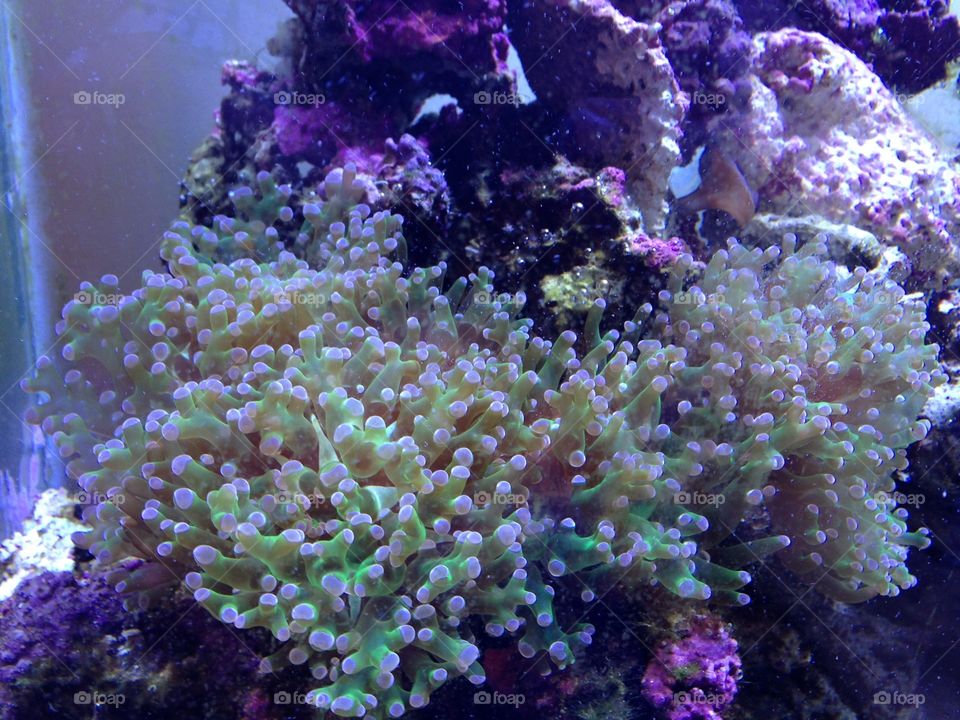 Frogspawn and coralline 