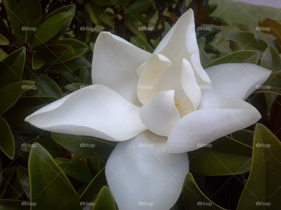 Magnolia