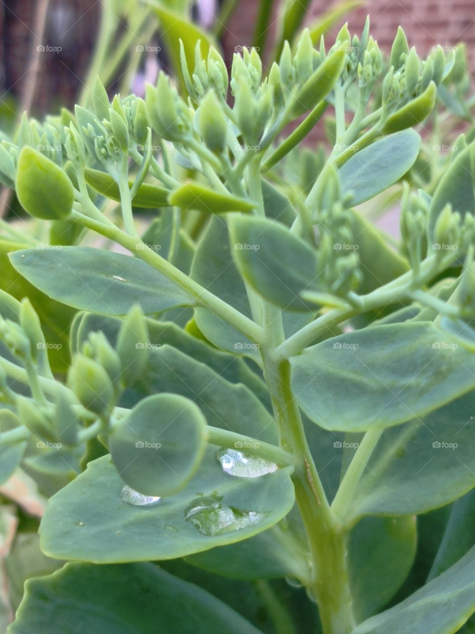 Leaf, Flora, Nature, Garden, Closeup