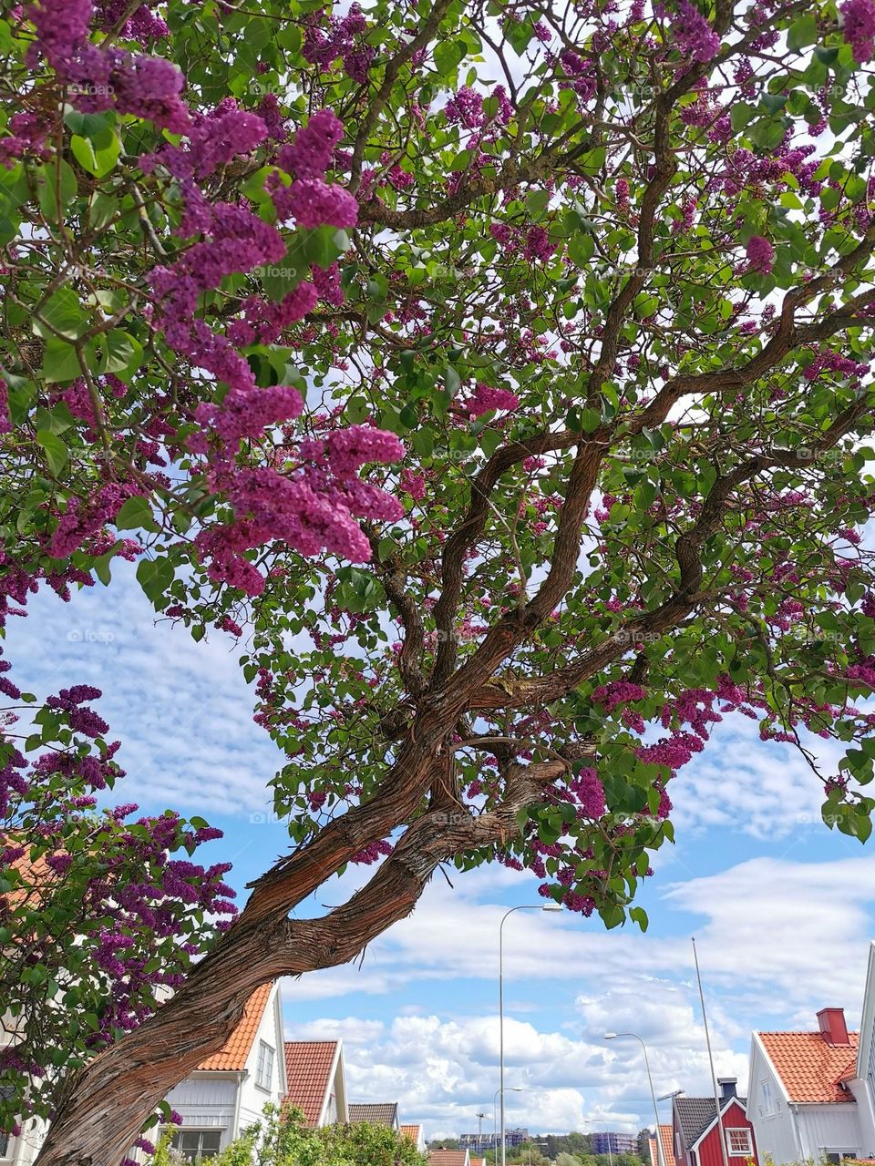 Lilac tree