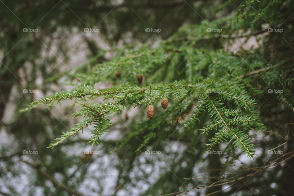 Light through the pines