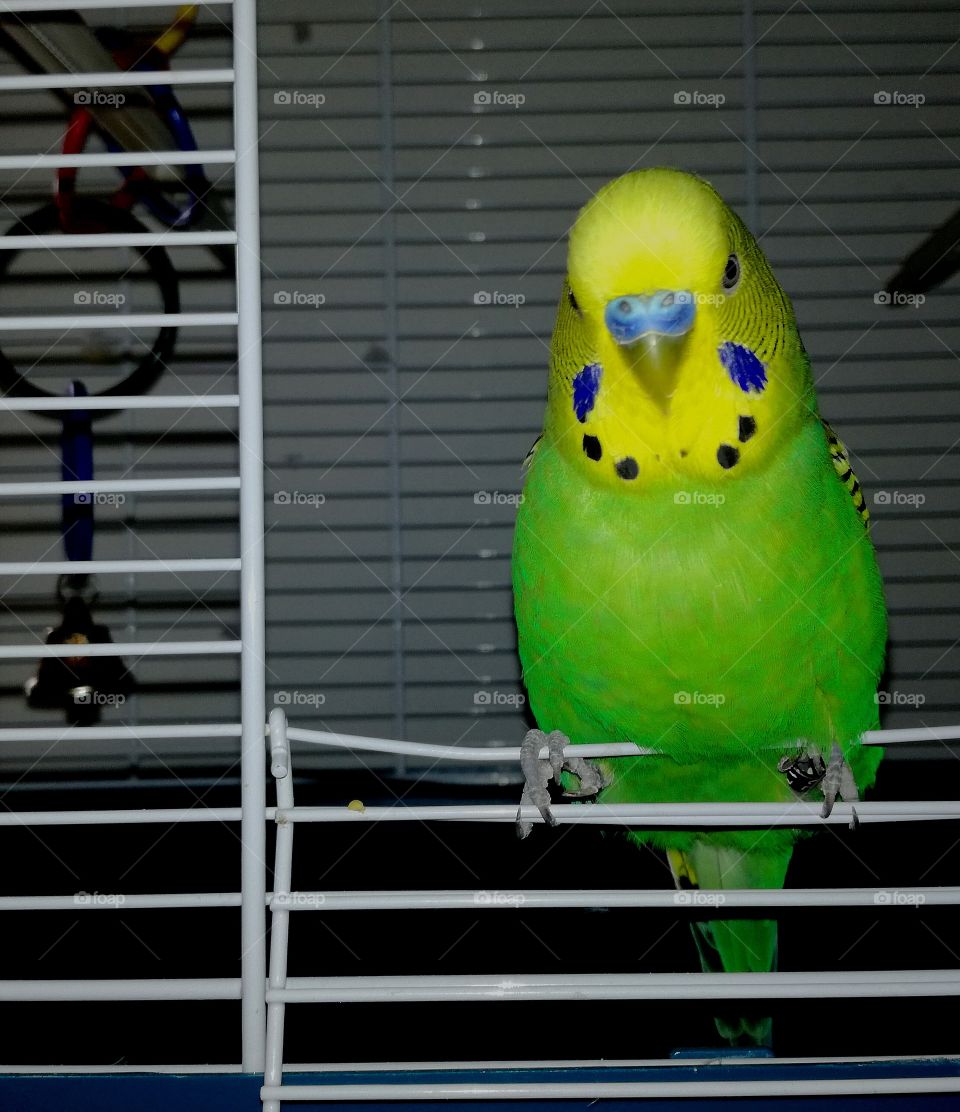 Green budgie