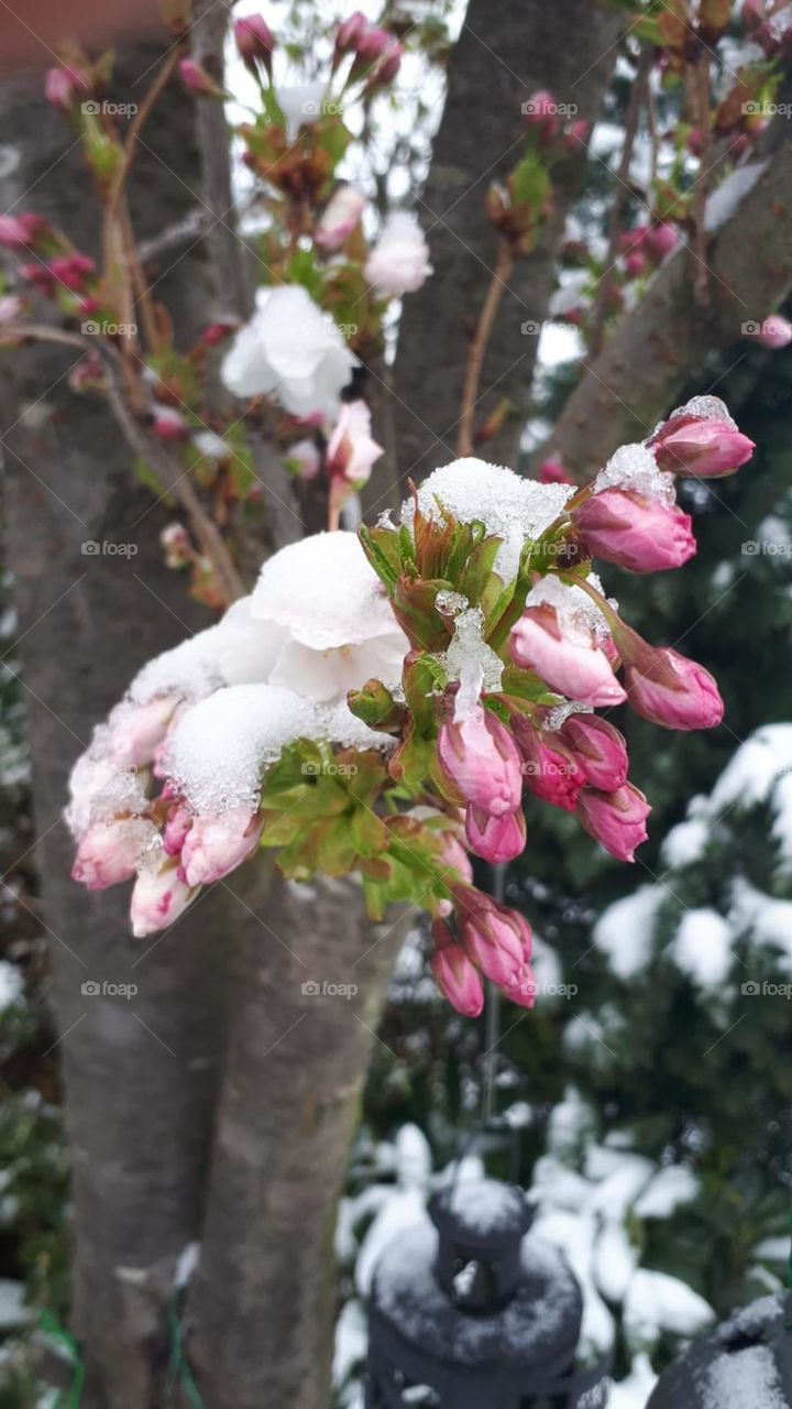Kirschblüte im April