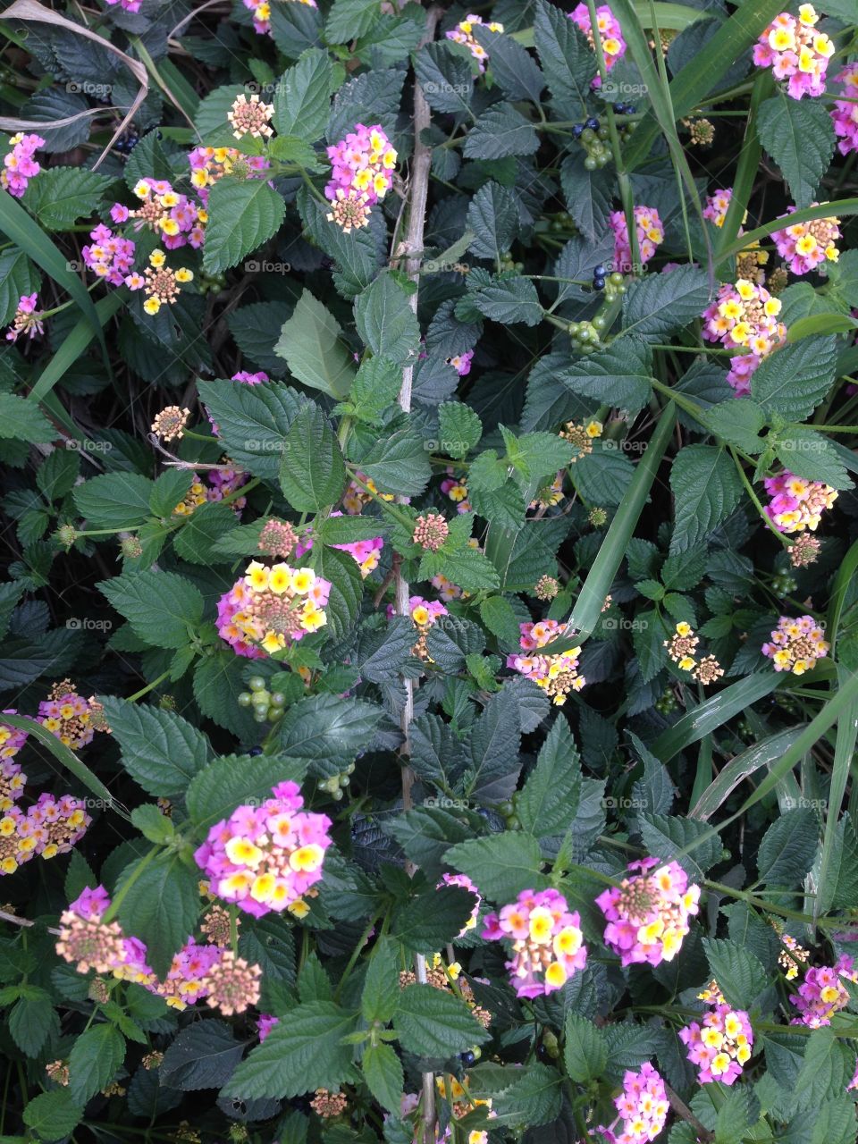 Pink-yellow flowers 