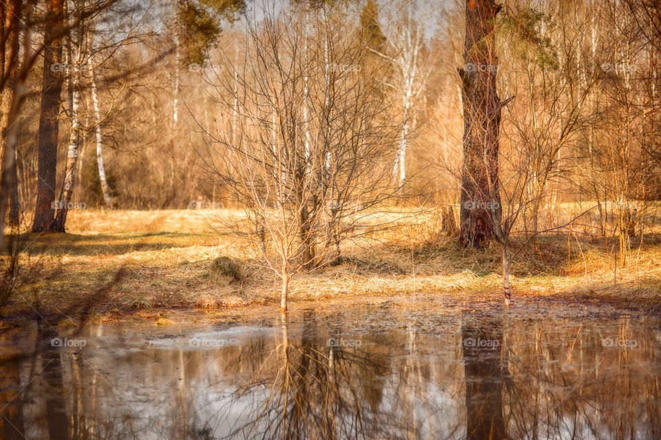 Yearly spring landscape with small pond at sunny day