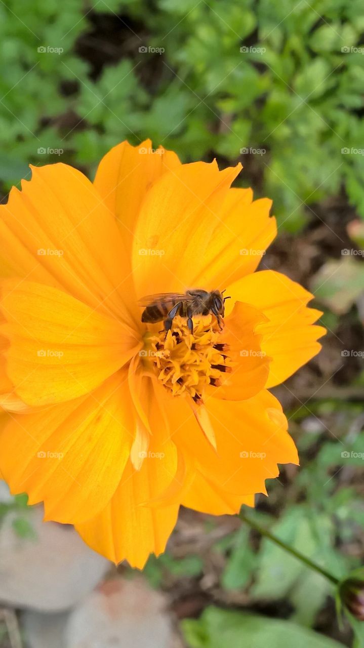 Flower and Bee