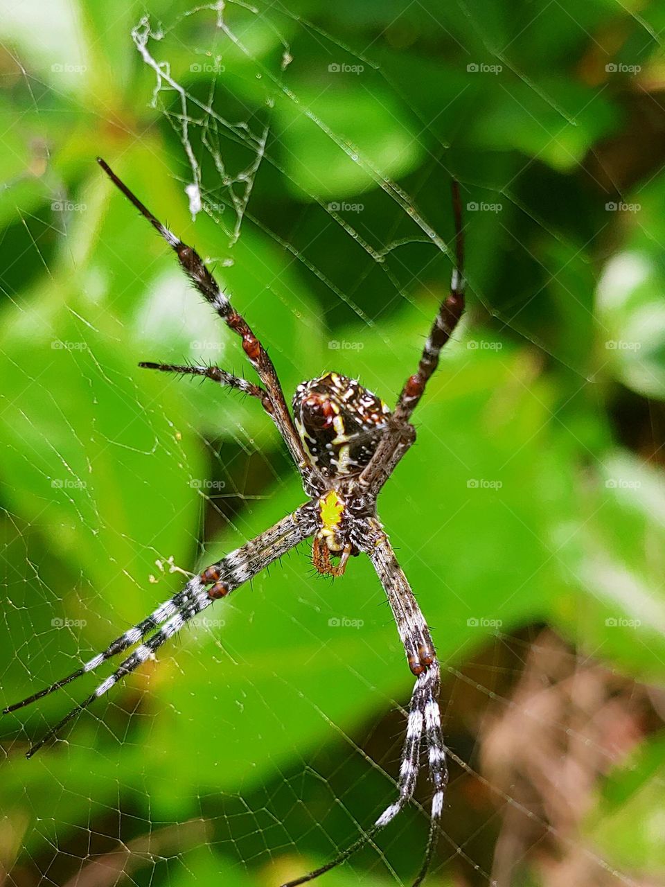 spider captured