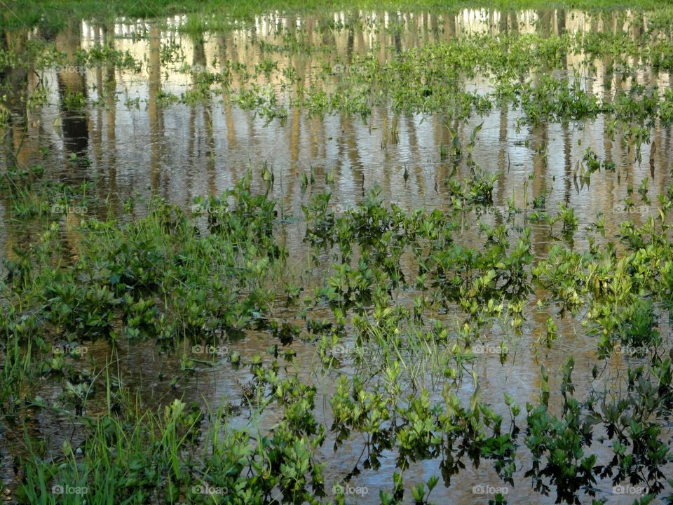 Water, Nature, River, Wood, Flora