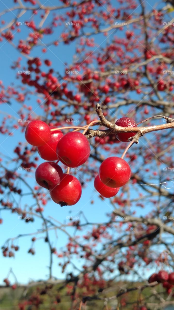 Tree berries
