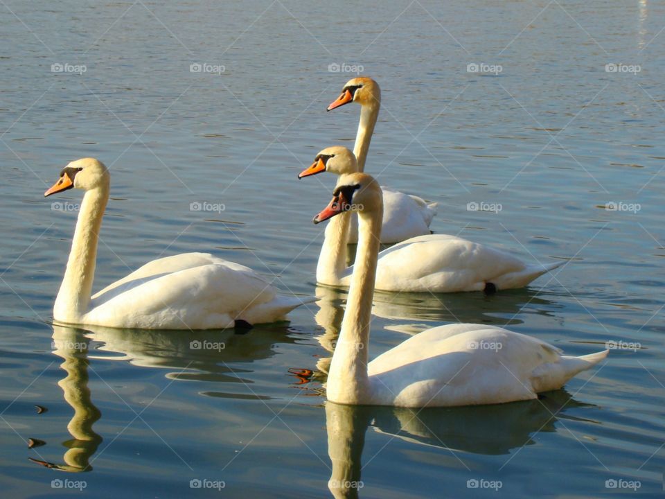 Swan formation