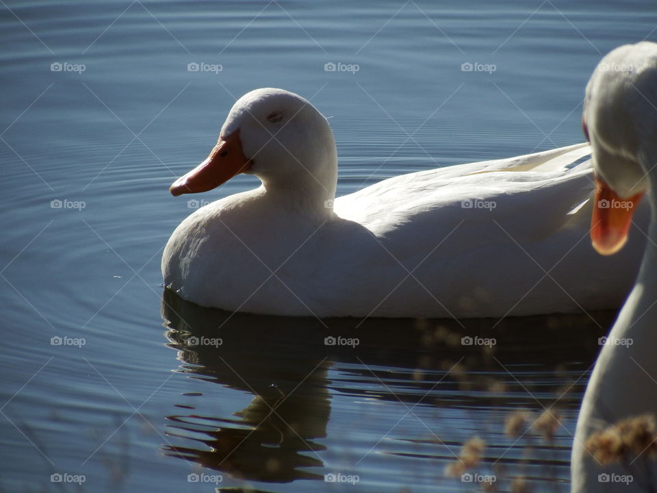 White swan on water