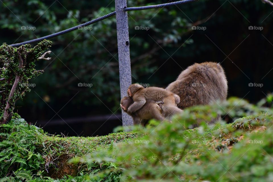 Playing baby macaques