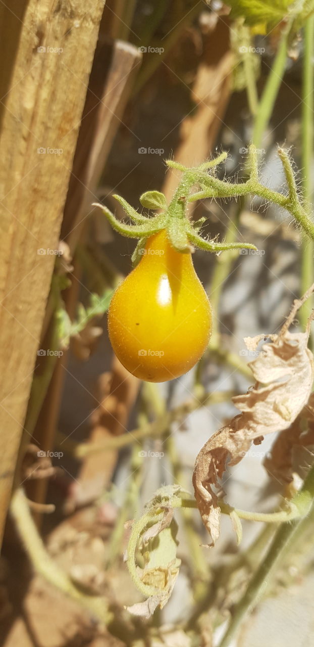Orange Pear Tomato