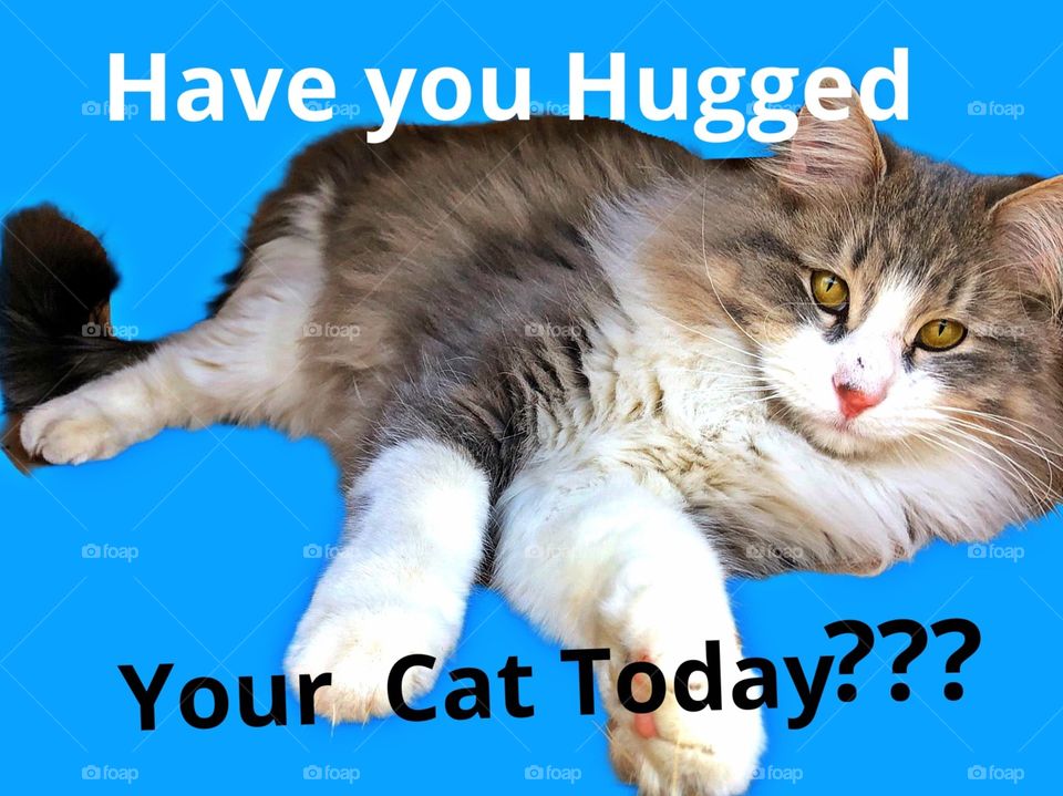 Have you hugged tour cat